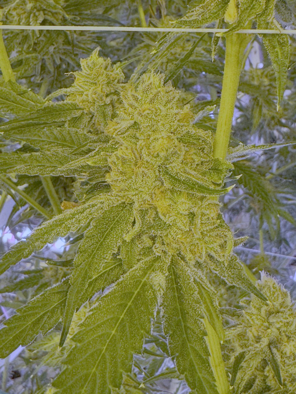 Indoor flower grown in Sacramento